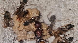 ant colonys camponotus socius pheidole dentata pheidole megacolph geminata [upl. by Collette]