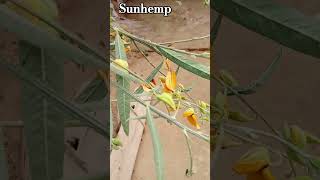 Sunhemp scientific name Crotalaria juncea  sanai botany shorts [upl. by Akinas]