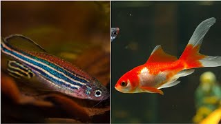 Can Zebra Fish Live Together with Goldfish Can Zebra Danio and Goldfish Share the Same Fish Tank [upl. by Gaither]