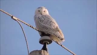 Snowy Owl Douglas Co Omaha NE 121617 [upl. by Ahkihs]