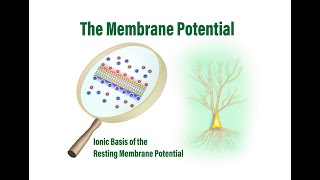 The Membrane Potential Ionic Basis of the Resting Membrane Potential [upl. by Dressler]