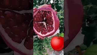 fruit naturalclips satisfying naturelife fruitcutting naturallifeb [upl. by Adnamahs]