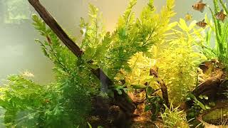 DIY yeast co2 and chopstick diffuser in a planted tank with Tiger widow tetras [upl. by Asiram77]