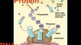 How Evolution Works Part 3 DNA [upl. by Notsua]