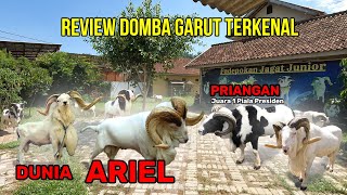 MEWAH Review Domba Garut Paling Ternakenal Se Indonesia  PDP JAGAT JUNIOR [upl. by Aillil]