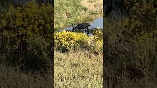 Mule deer buck drinking [upl. by Haerb]