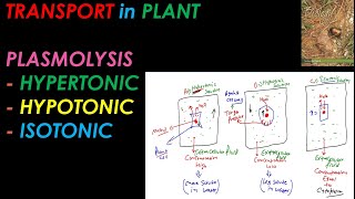 CLASS 11 I PLASMOLYSIS I HYPERTONIC HYPOTONIC ISOTONIC I RBCBiology [upl. by Atnwahs]