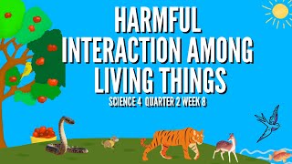 Predation Harmful Interactions Among Living Things Grade 4 Science Quarter 2 Week 8 Predator Prey [upl. by Atinaw407]