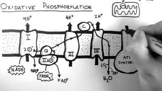 Cellular Respiration 5  Oxidative Phosphorylation [upl. by Ibmat]