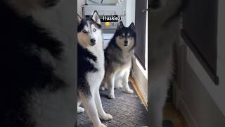 “Breakfast” 👁️👄👁️ siberianderpskies husky siberianhusky huskies siberianhuskies dogdad [upl. by Breskin]