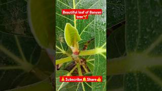 Banyan tree leaf🌿 shorts viralvideo banyantree gardening outdoorplant gardenplants plants [upl. by Eikcid]