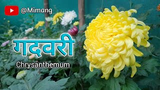 Chrysanthemum Bloom  गदवरी फुल्दै 😊  Mimang Vlog [upl. by Monda]