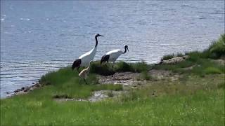 Family of Redcrowned crane [upl. by Analat632]