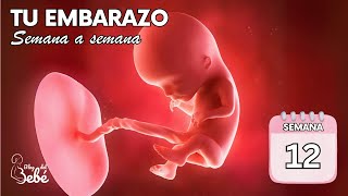 ❤️ Semana 12 de embarazo 🤰 Síntomas consejos y desarrollo del bebé  El embarazo semana a semana [upl. by Nonnelg]