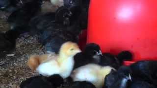 Baby chickens in Brooder Shed [upl. by Padraic317]