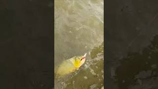 Dorado Devolución Excelente fishing pesca dorados Felicitaciones Germán 🤙 [upl. by Ogg423]