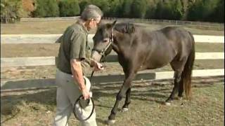 Animal Health Foundation Laminitismp4 [upl. by Tedder]