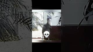 Best birds 💀☠️ fnf duet fridaynightfunkin fnaf fnafsecuritybreach memes trolledit [upl. by Gottwald]