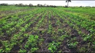 Agriculture in the Caribbean [upl. by Eioj]