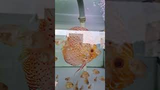 discusfish discusfarm discuslovers discusbreeding discusbreed discusbintaro shorts subscribe [upl. by Trish]