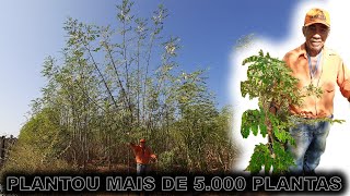 Visitei Um Plantador de Moringa Irrigada [upl. by Atinauq]