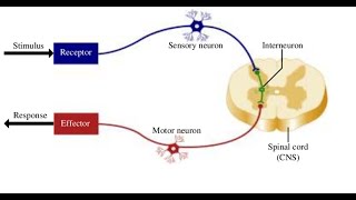 Two Minutes of Anatomy Reflex Arc [upl. by Emlin]