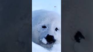 Heartwrenching rescue of adorable baby harp seal stranded on icy shores will melt your heart [upl. by Liz]