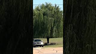 Weeping willow tree in motion [upl. by Marice]