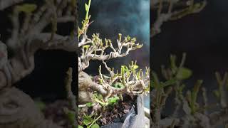 Pruning bonsai waru [upl. by Irolav]