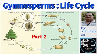 Gymnosperm Life cycle  part two [upl. by Mansfield]