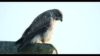 Mäusebussard Buteo buteo buzzard [upl. by Lemire35]