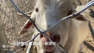 沉浸式体验动物吃播助眠！无人声助眠 [upl. by Blossom]