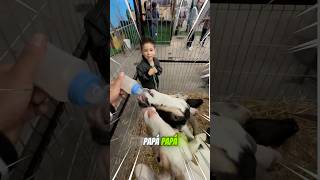 DANI VS LAS CABRAS😂🤷🏻‍♂️😱 [upl. by Tanah]