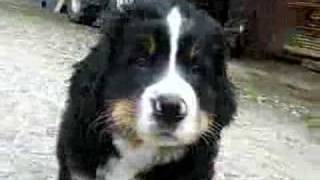 Berner Sennenhund welpen  Bernese Mountain Dogs Puppies [upl. by Goldia]