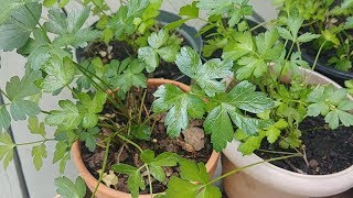 Growing Parsley from Seeds with actual results [upl. by Wager]