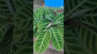 Calathea Zebrina plant  indoor plants youtubeshorts shorts [upl. by Nnayllehs]