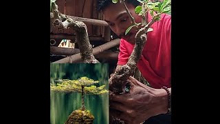 CARA PERTUMBUHAN AKAR BONSAI [upl. by Gertie]