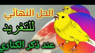 الحل نهائي لمشكلة عدم تغريد ذكر الكناري canaries canariharz طائرالحسون طائرالكناري كناري [upl. by Gayla]