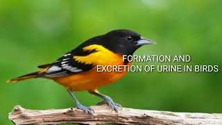 FORMATION AND EXCRETION OF URINE IN BIRDS [upl. by Boles]