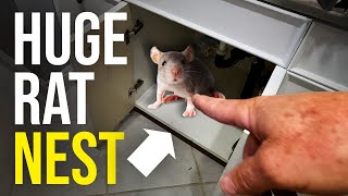 THE BEST WAY TO GET RID OF RATS QUICKLY Scratching in the attic [upl. by Scever]