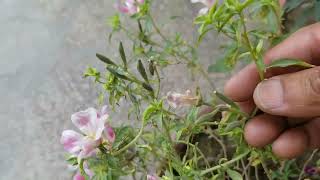 How to collect and save Godetia Flowers seeds for next season at Asim Garden [upl. by Filbert]