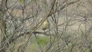 Chirruping Wedgebill near Broken Hill [upl. by Oos]