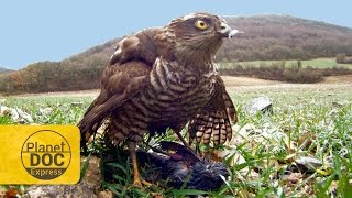 Sparrowhawk Hunting  Planet Doc Express Docs [upl. by Darrow]