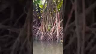 Mangroves plants  Pneumatophores  Halophytes [upl. by Schuster]