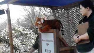 Igor the Tiger talks about stopping Deforestation [upl. by Jolie]