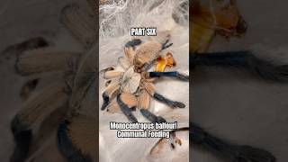 PART SIX  Monocentropus balfouri communal feeding tarantulafeeding spider [upl. by Zsamot]