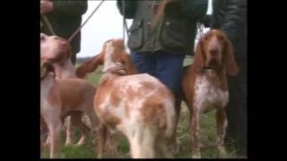 The Gun dog  Pet Dog Documentary [upl. by Alleuqram]