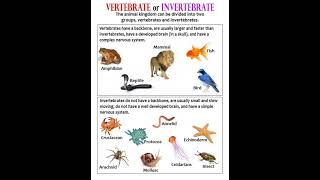 invertebrates and vertebrates invertebrates vertebrates difference zoology [upl. by Idalina]