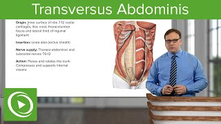 Transversus Abdominis – Anatomy  Lecturio [upl. by Ymereg282]