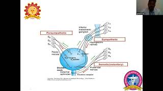 Micturition Reflex amp Abnormalities of Bladder Dr Ganesan R [upl. by Winnie]